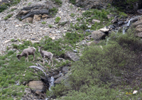 Bighorn Sheep Glacier N.P. 3572